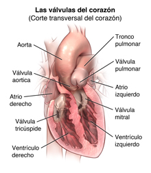  Anatomía del corazón, vista de las válvulas